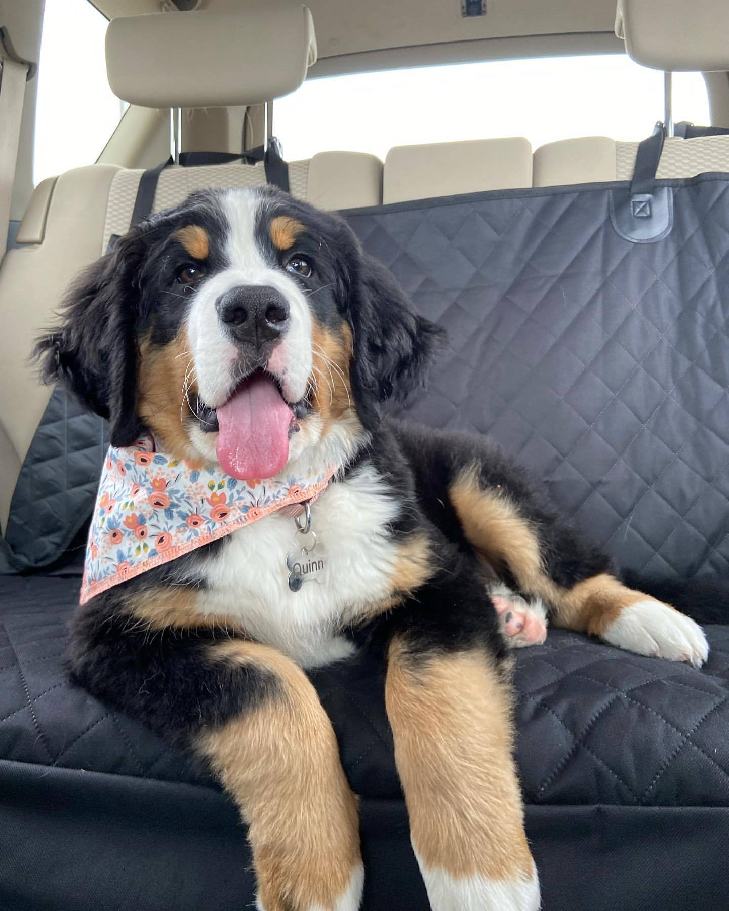 这一天是专属于您的礼物，生日快乐！ig：quinn_the_bernese ​​