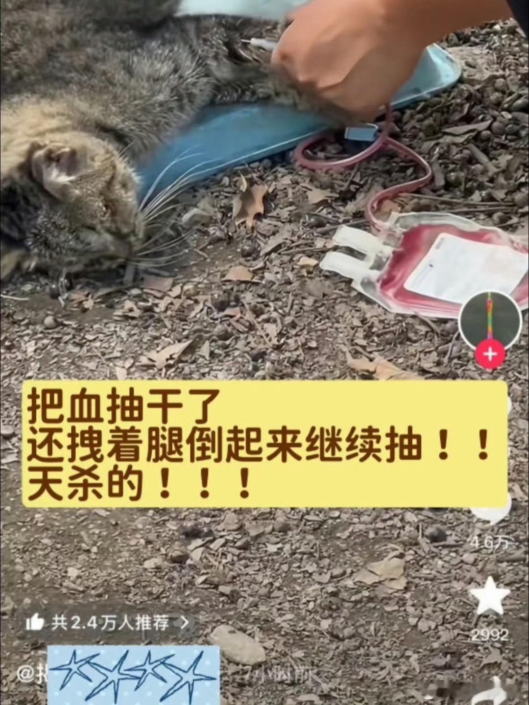 动物血库灰色产业被曝光血抽干了还倒过来继续这是要把一个生命直接压榨完吗？？每次看
