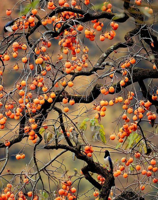 柿子挂满枝，卖不动了。
地里堆成山，家里放不下。
往年靠赶集，今年靠直播。
一单