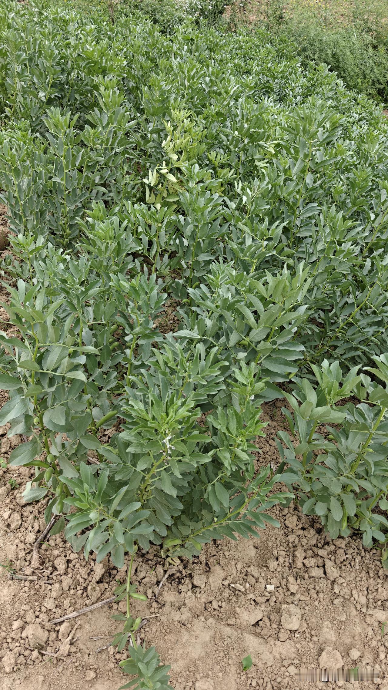 今年的蚕豆只长秧子不长角
想吃嫩豆米只有买。
老家种了点蚕豆，算是长“疯”了，枝