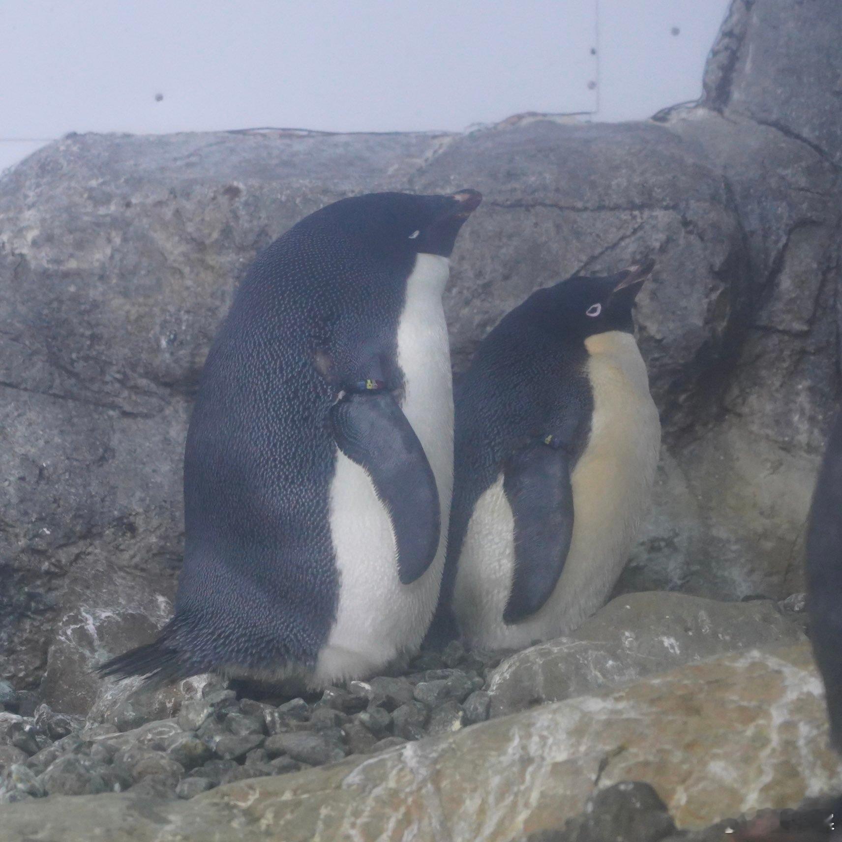 圆滚滚的阿德利企鹅 ​​​