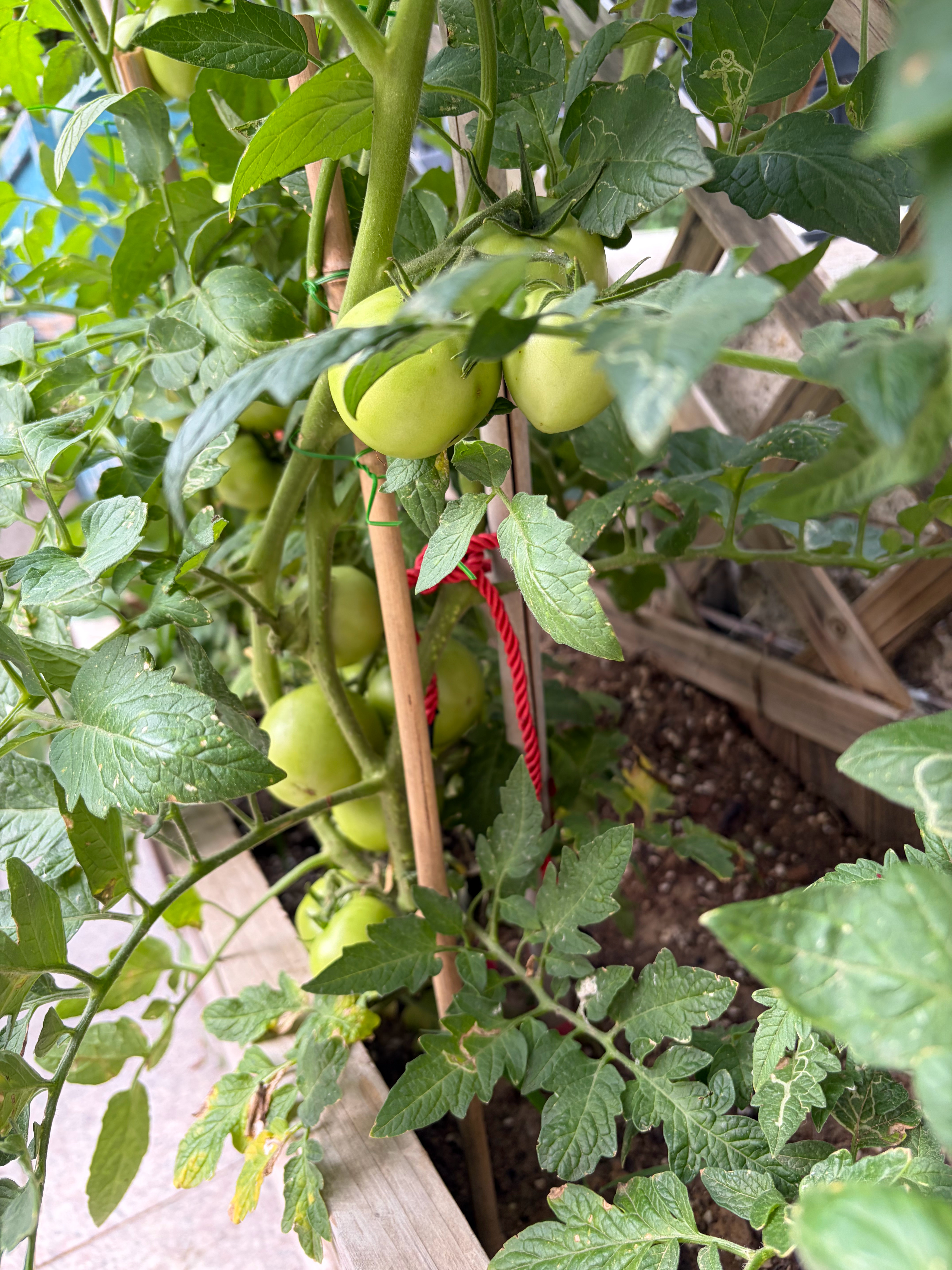 姥姥给种的🍅大丰收啊 