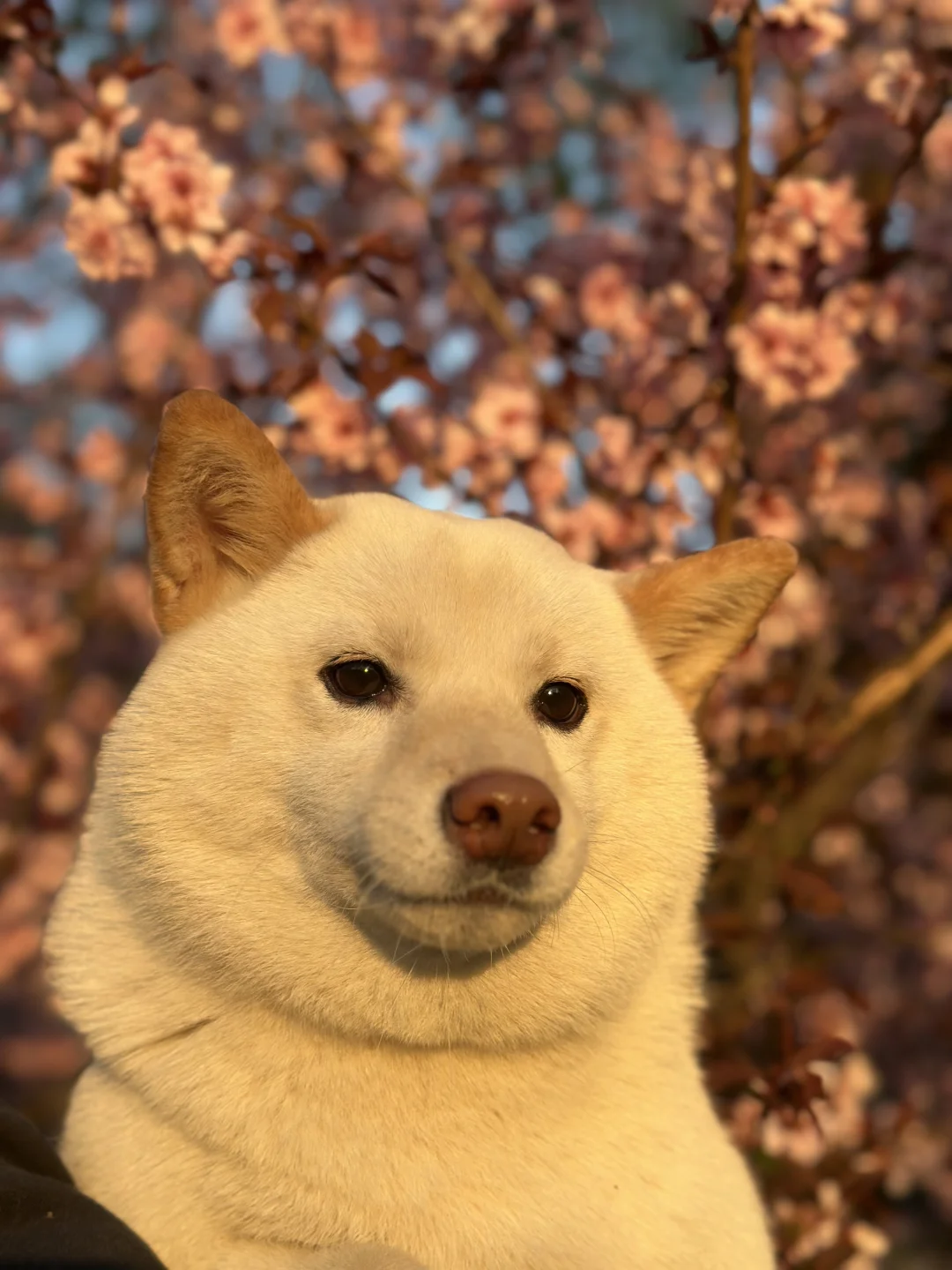 春天的第一张写真🌸