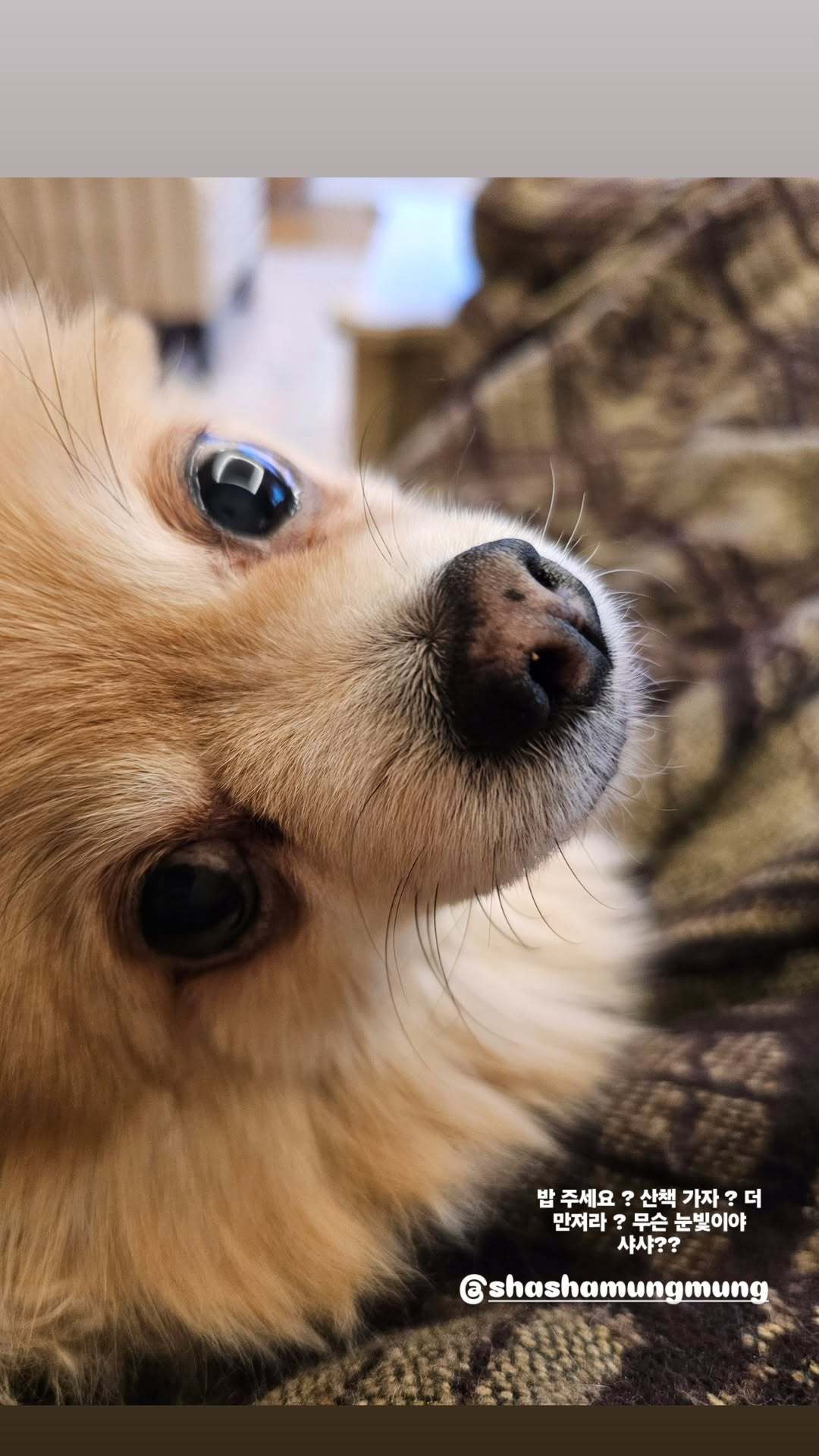 “CB百蓝_。251216金厉旭 ins story更新：请给我饭? 去散步吧?