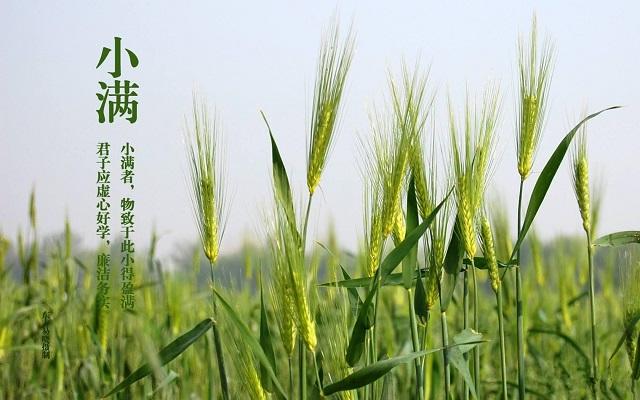 七律·小满

麦穗浆盈麦欲秋，江河水满雨新稠。
蚕家出茧繁忙日，垄上青波快意周。