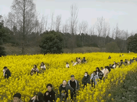成都人真的休闲过度，但凡开花，出太阳，那绝对人挤人，
看看天府绿道三岔路 ，看油