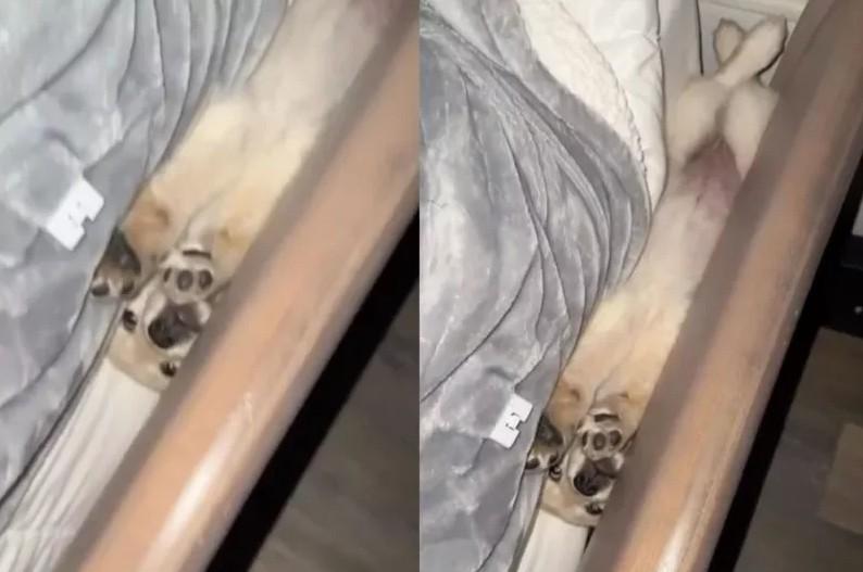 黄金猎犬个性憨厚呆萌，不按牌理出牌的它们时常闹出不少笑话。国外有名饲主最近在社群
