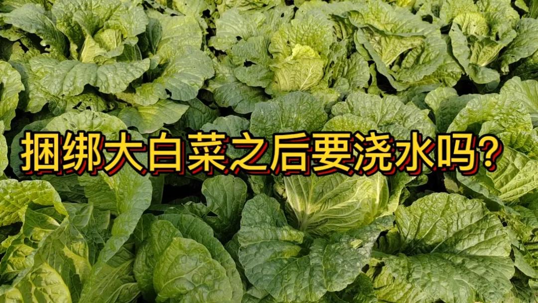 #捆白菜后要浇水吗#捆白菜后可以适当浇水。捆绑白菜主要是为了让白菜更好地包心。捆