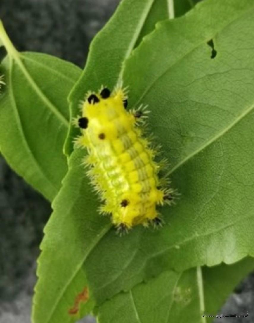 烤洋辣子！

今天早晨，回到了辽宁。

去逛了早市，吃过早饭之后，带上从四川给老