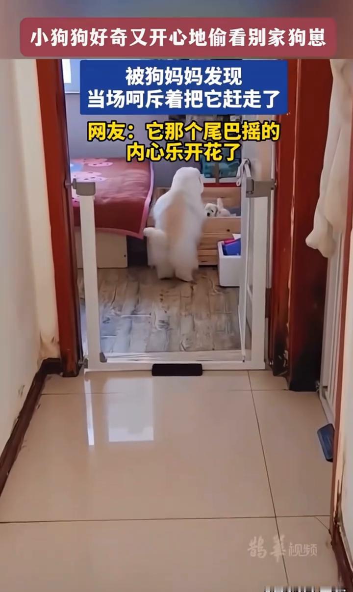 小狗狗好奇又开心地偷看别家狗崽，被狗妈妈发现，当场呵斥着把它赶走了。网友：它那个
