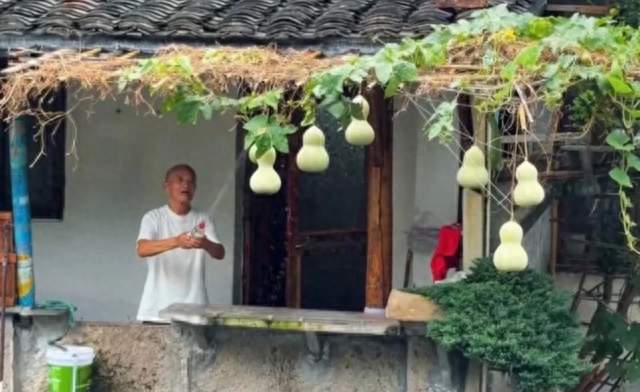 七个葫芦惊动文旅局 叮嘱爷爷你可千万别摘了啊