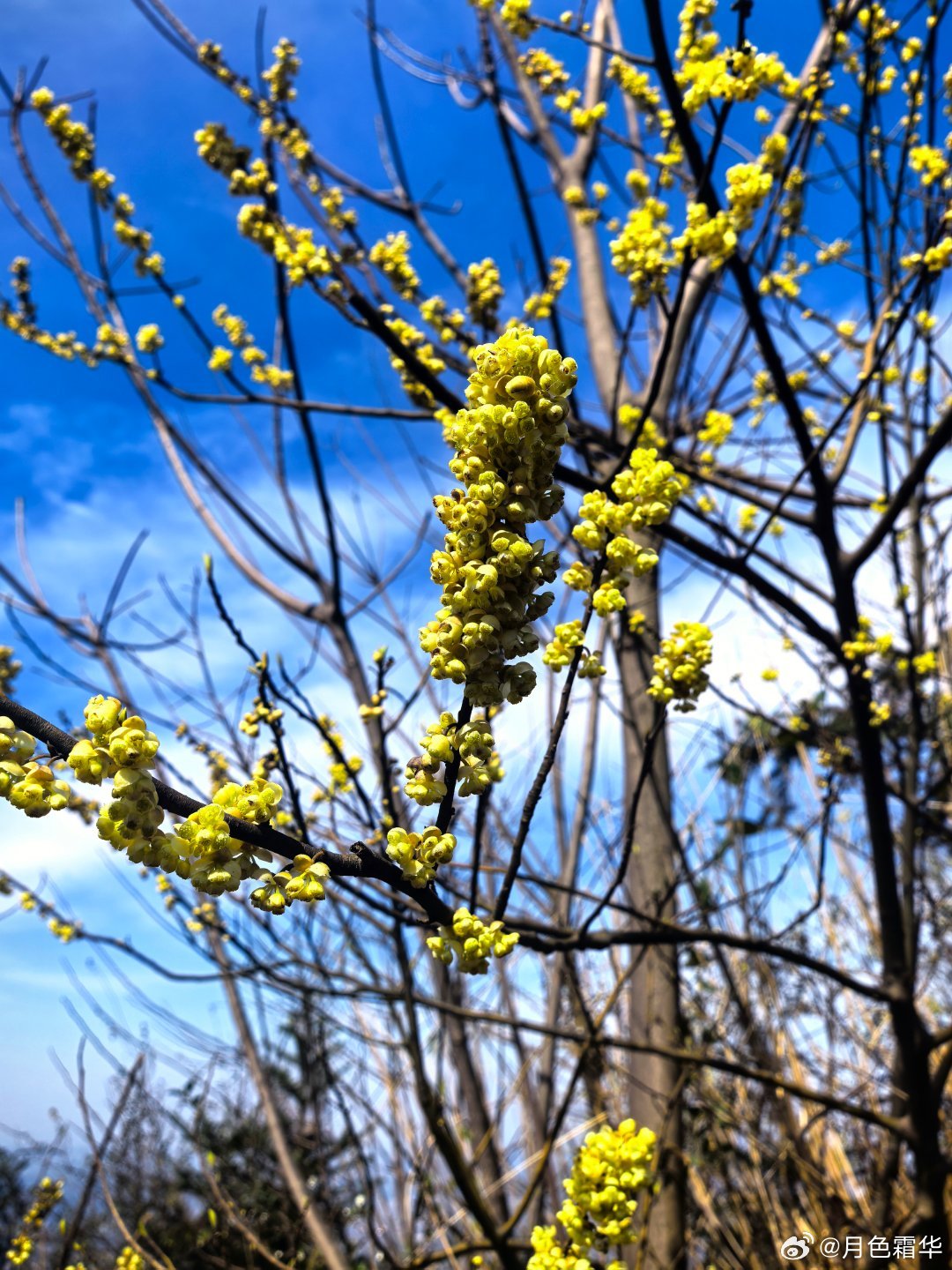 这是什么花，这是春天的花。春天的浪漫是花花给的