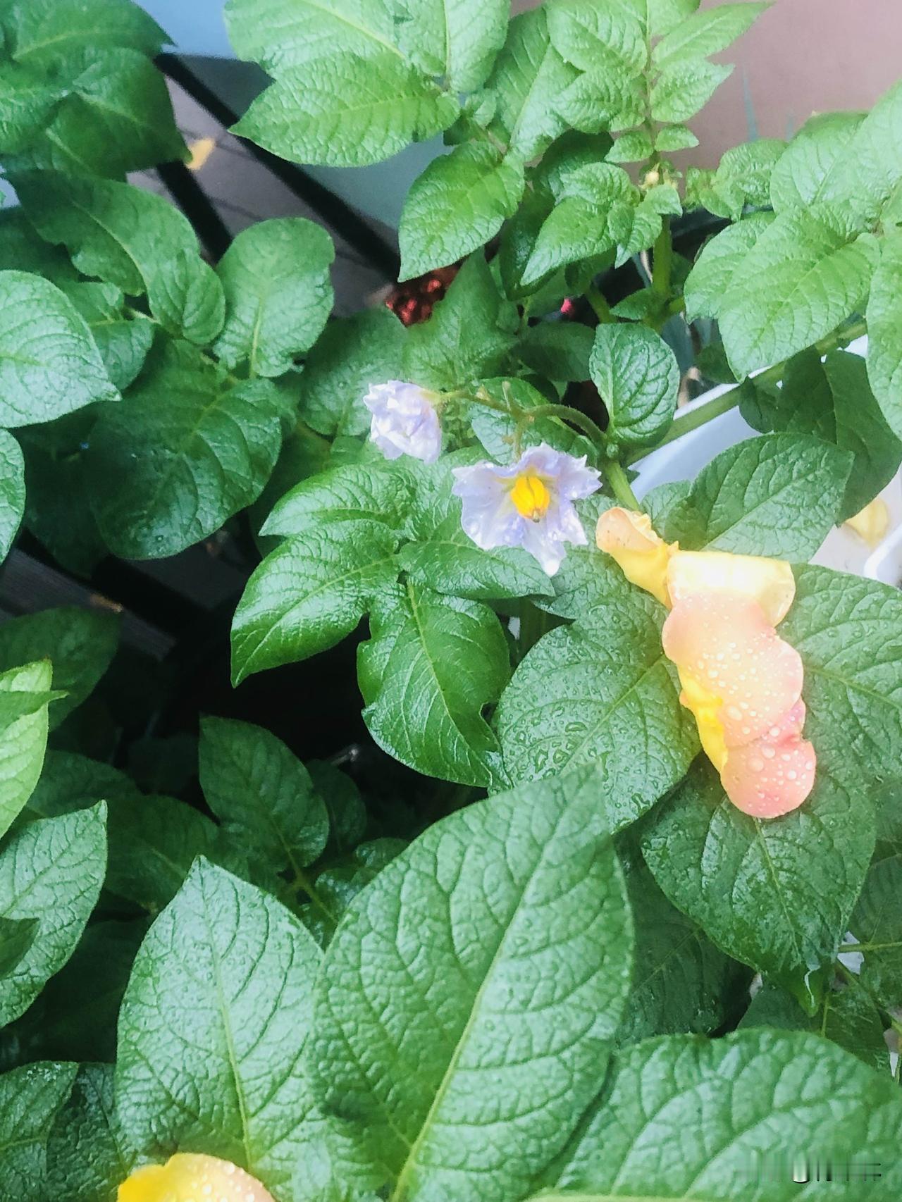 晒图笔记大赛你看家门口这些花花草草，平时啥心都不用操，照样开得热热闹闹的，带着股