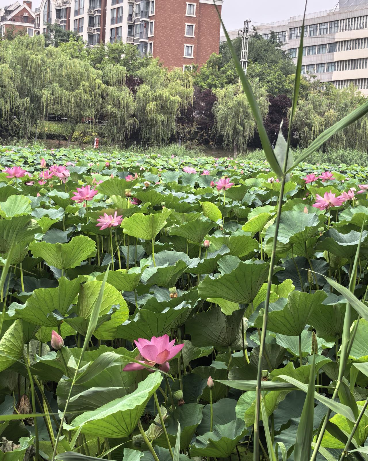 【随手拍与打油诗】看荷

家宅临河，适逢荷花盛开。几天来岸边摄手云集，或精拍莲朵