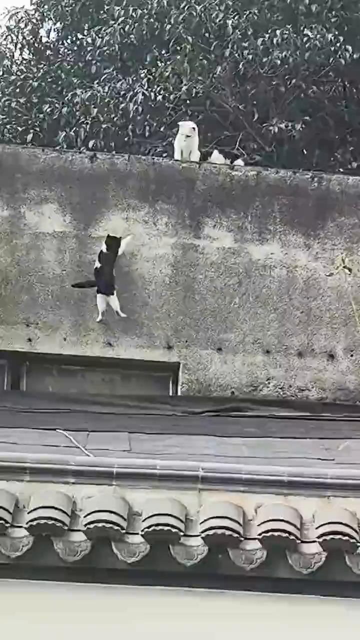 它那个猫，厉害。