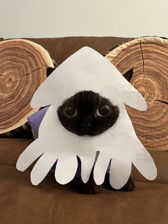 我有鱿鱼症🦑🐈‍