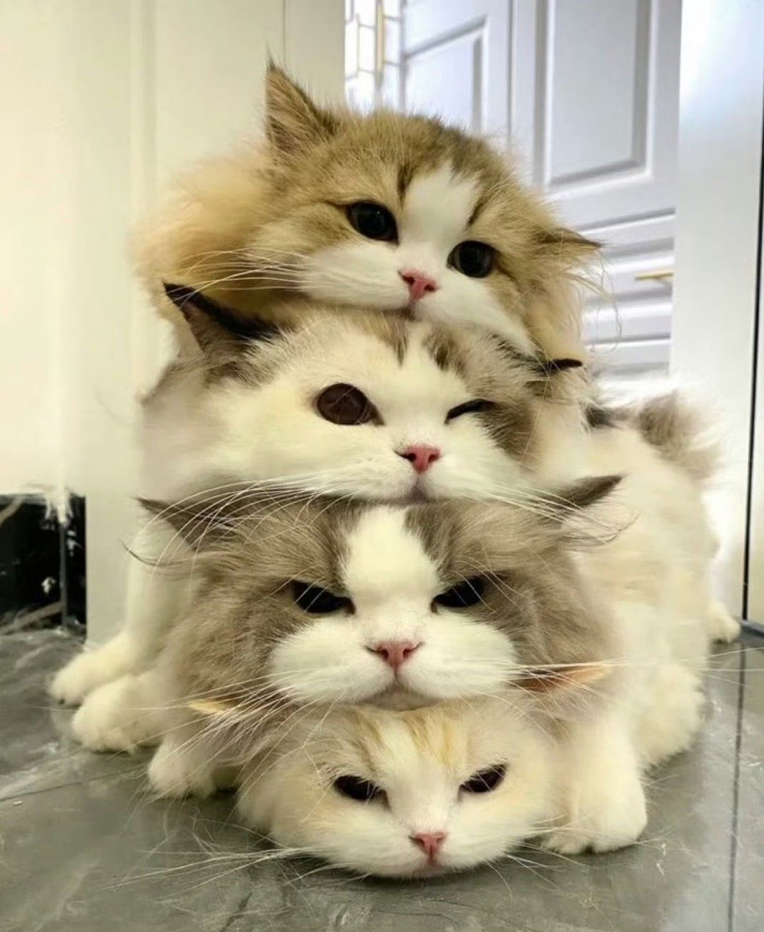 猫咪叠叠乐[抱一抱] ​​​