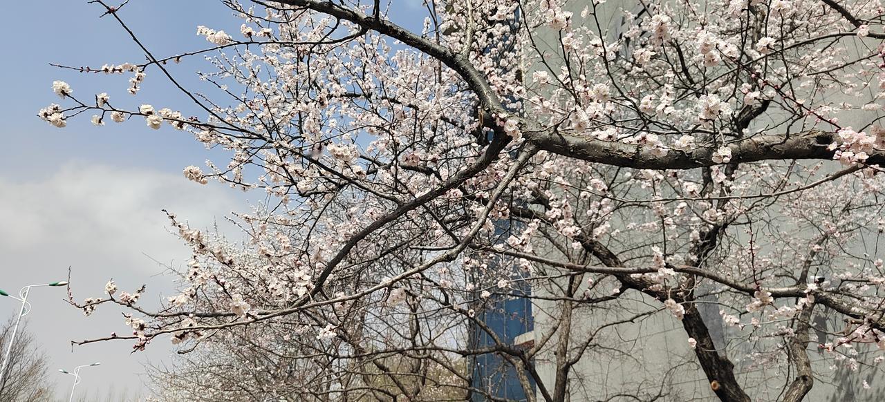 好像是一夜之间，桃花就开了，别的花也开了。春天真的到了。

我正在校园拍照，过来