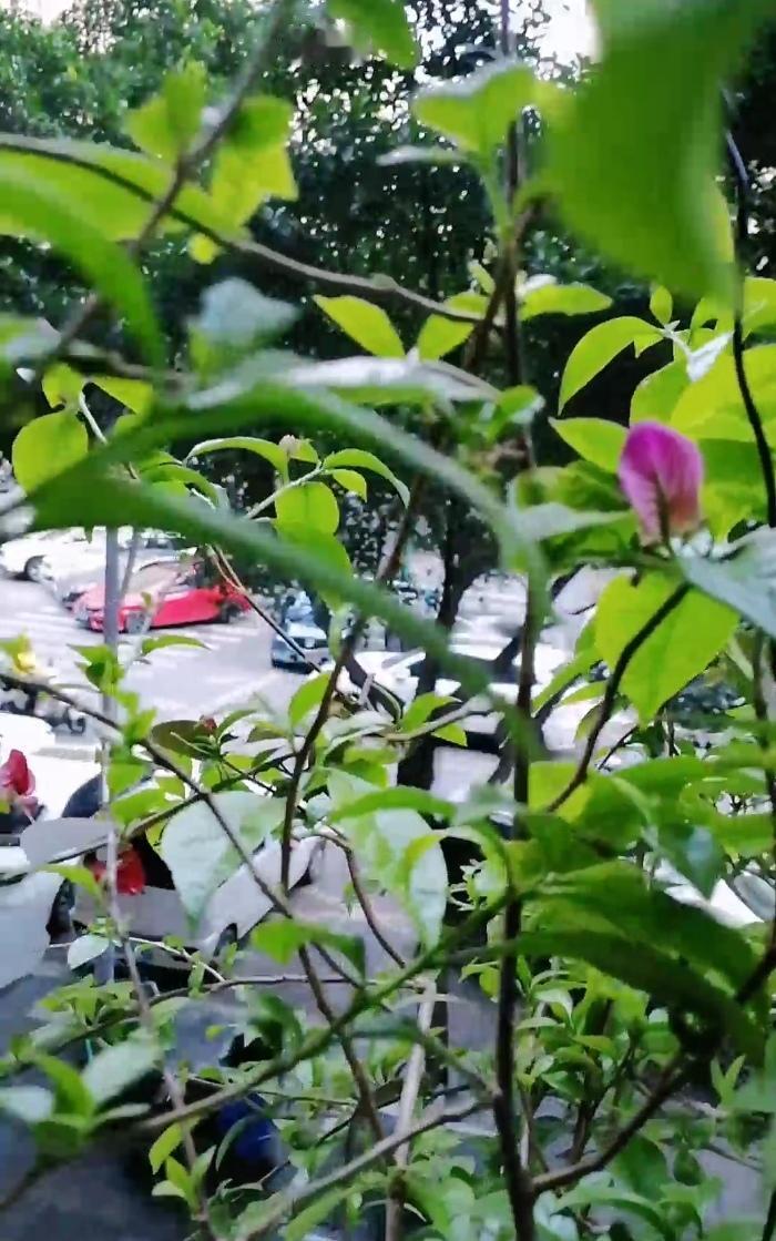 《人间四月天》诗

人间四月天
城市宛如一幅诗卷
阳光消融了冬日的最后一丝寒意