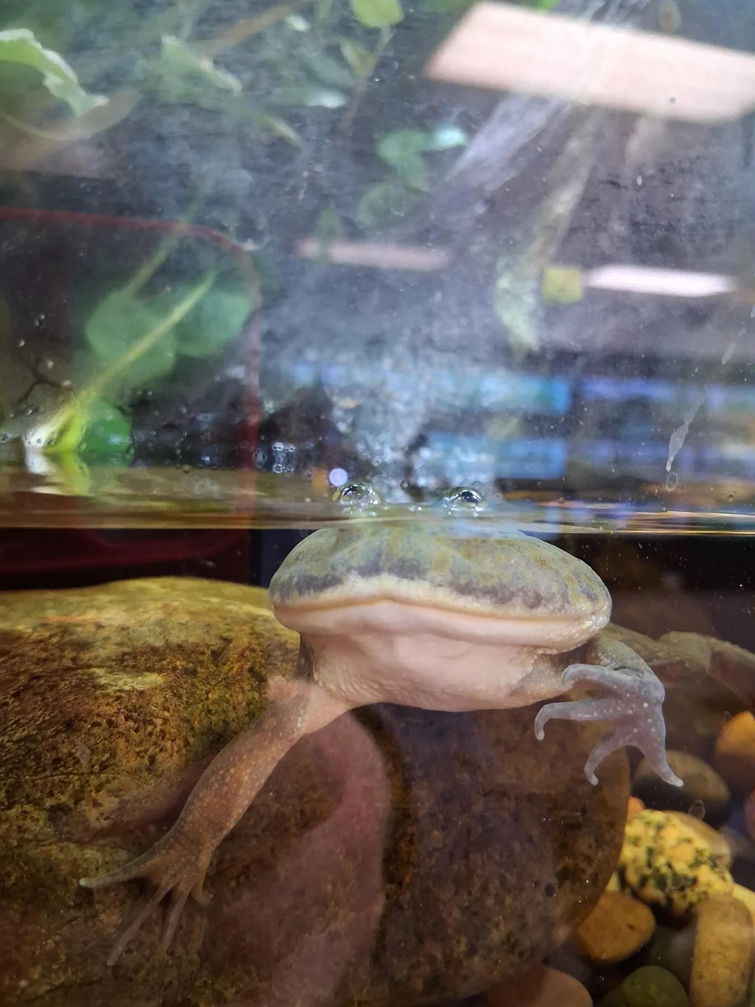 眼睛露在水面上 ​​​
