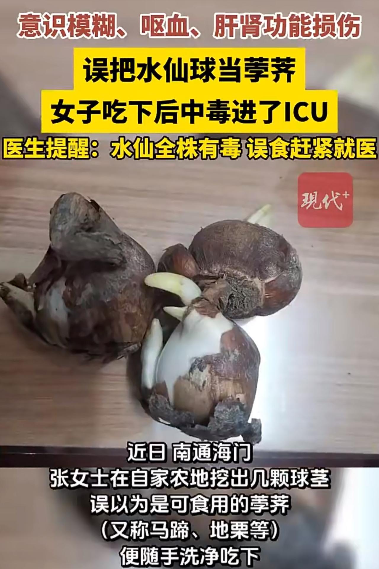 一位张女士在自家农地劳作时，竟把有毒的水仙球茎当成了荸荠吃下，结果被紧急送进IC