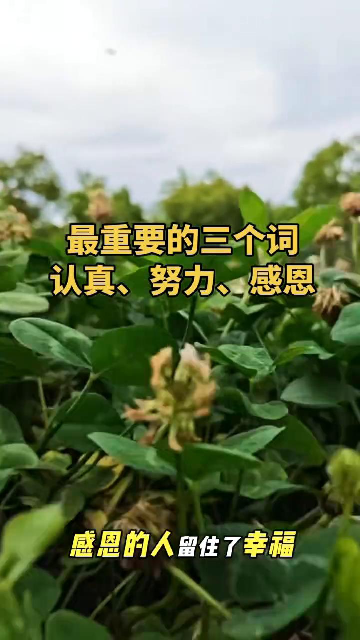 最重要的三个词：认真、努力、感恩。
这个世界上最珍贵的三个词：认真、努力和感恩。