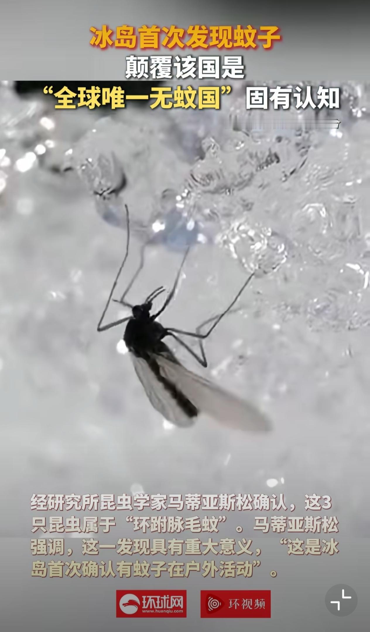 冰岛“破防”：三只蚊子终结百年无蚊史
2025年10月，冰岛首次在户外发现活体蚊
