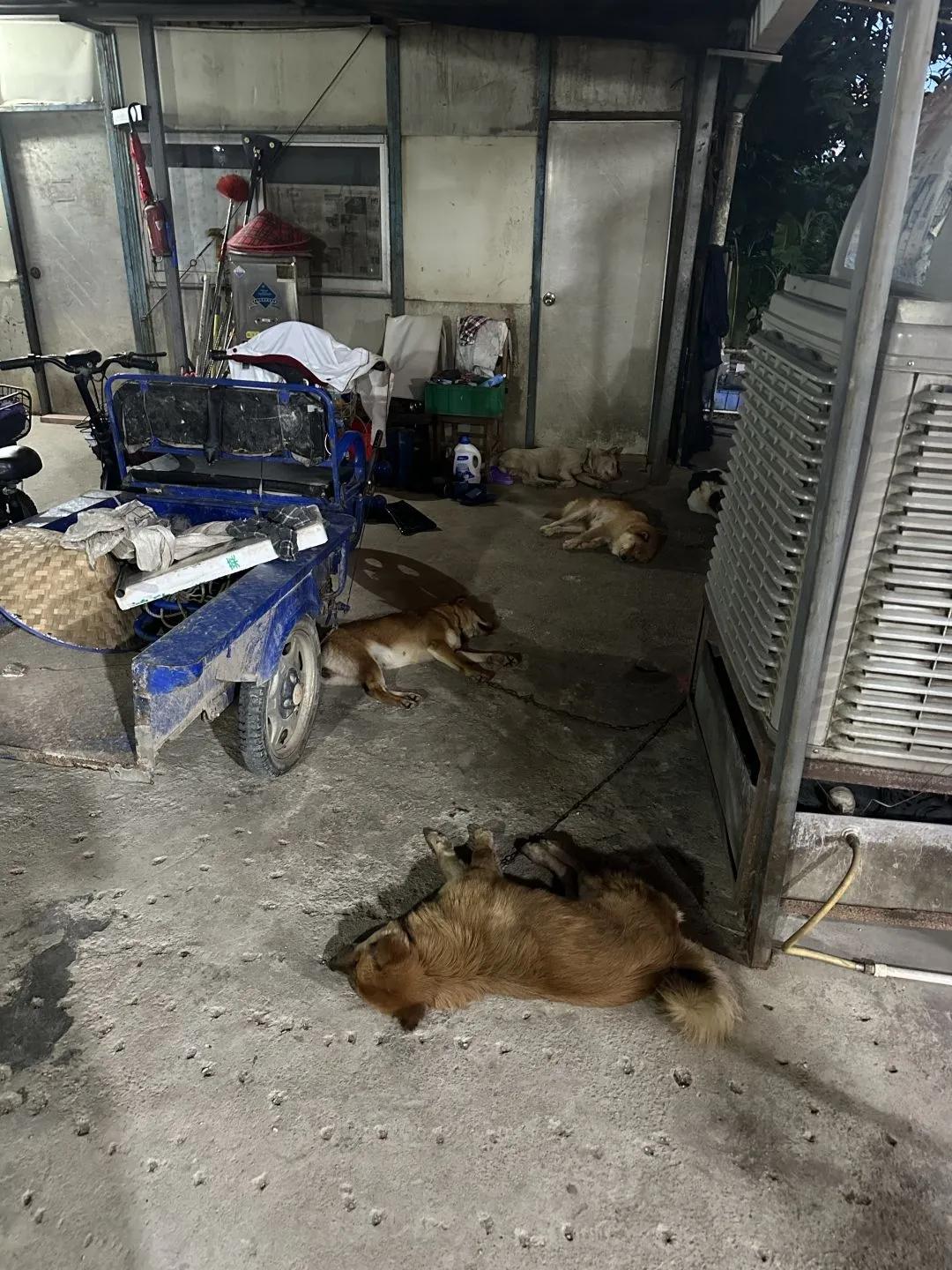 狗：听说你到处跟人说我死了[笑哭]