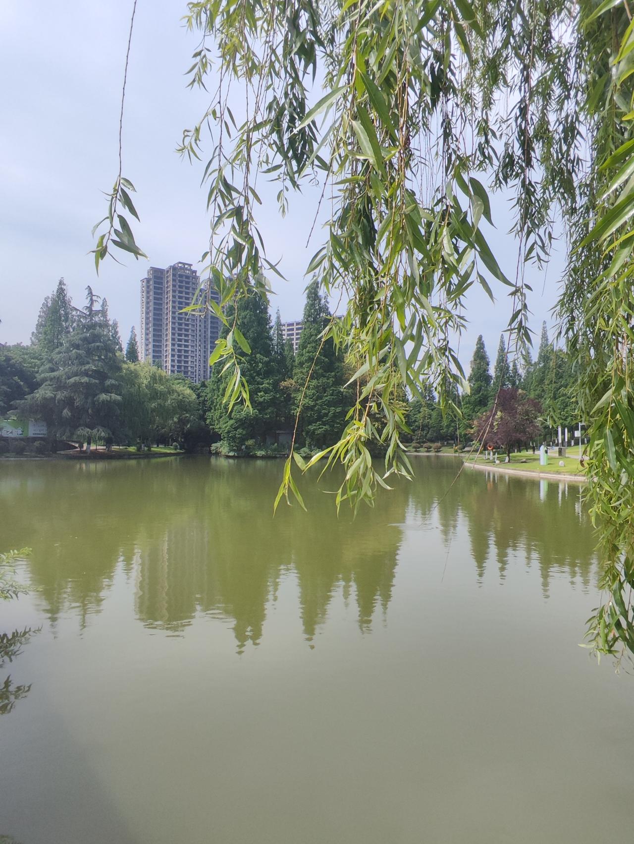 出门散步随手拍下湖边景色，微风轻轻吹动垂柳，水面平静得像一面镜子。

远离城市里
