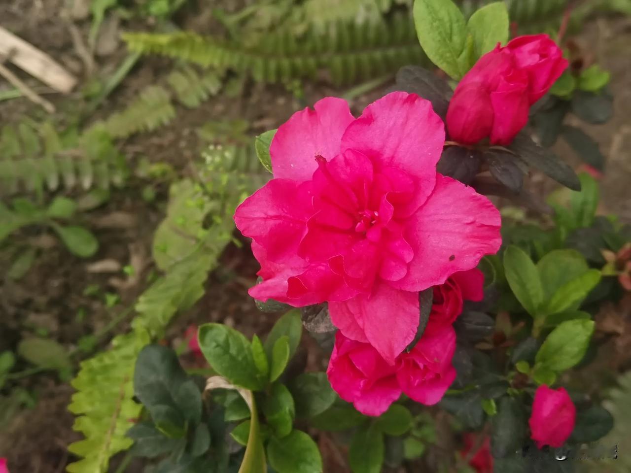 随手拍的花朵＃＃记录遇见的花卉