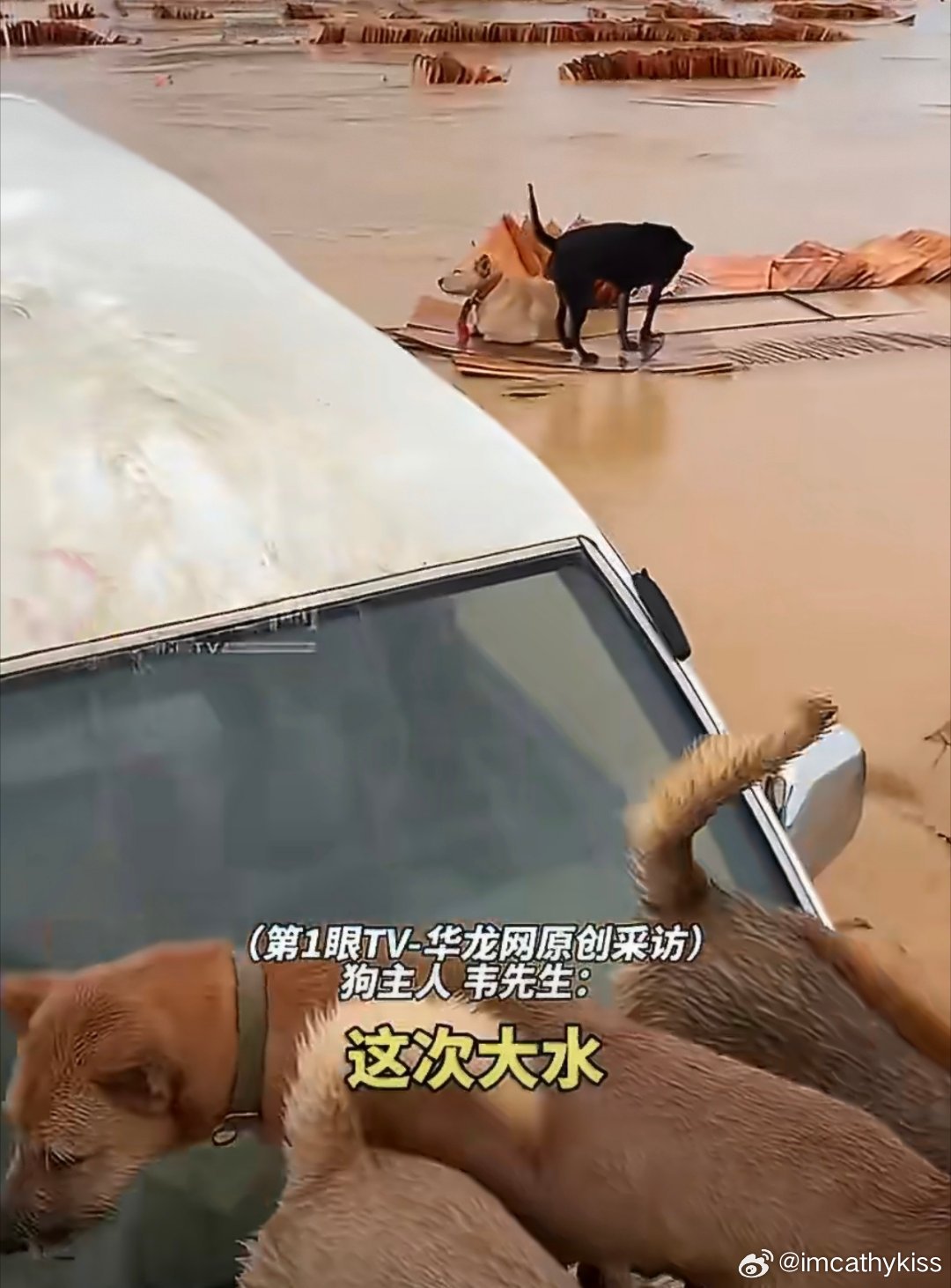 洪水来袭狗主人驱车2公里救狗群这次洪水真的是很危险，狗主人如此担心也是可以理解，