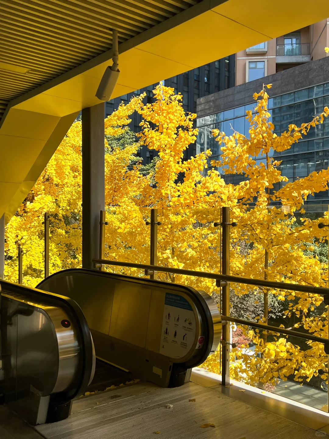 武汉的秋天就要来了🍂