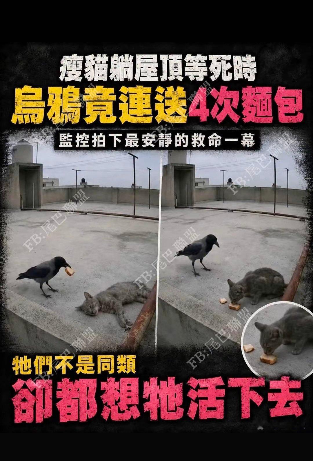 乌鸦是唯一反哺的鸟。万物有灵说累了。 
