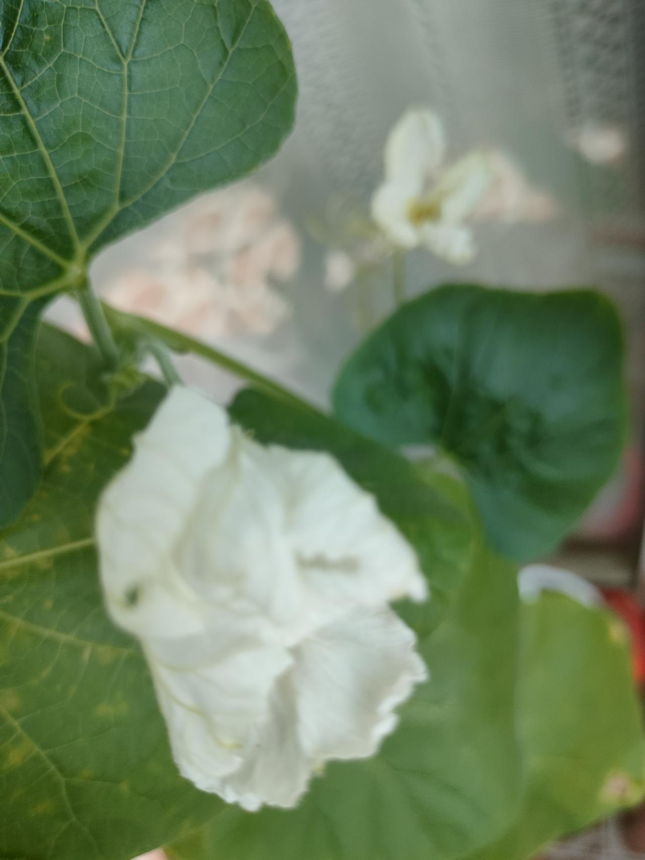 看着别人家的葫芦，早早开花，挂满小果子，我家的藤蔓疯长，却迟迟不开花。
我和老公
