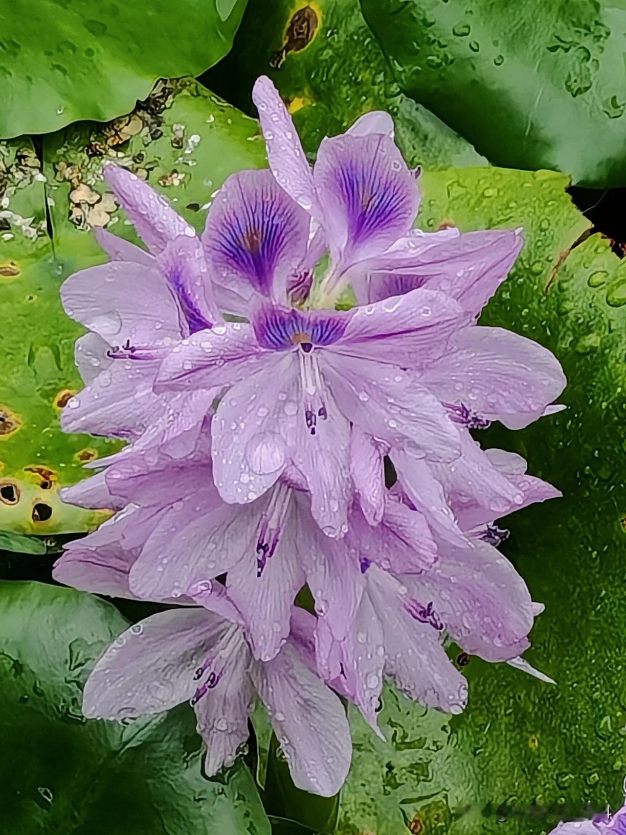我的宝藏兴趣人工湖边的水浮莲花，美艳绝伦🤩细赏也很宜人😍让人心旷神怡的感觉❤