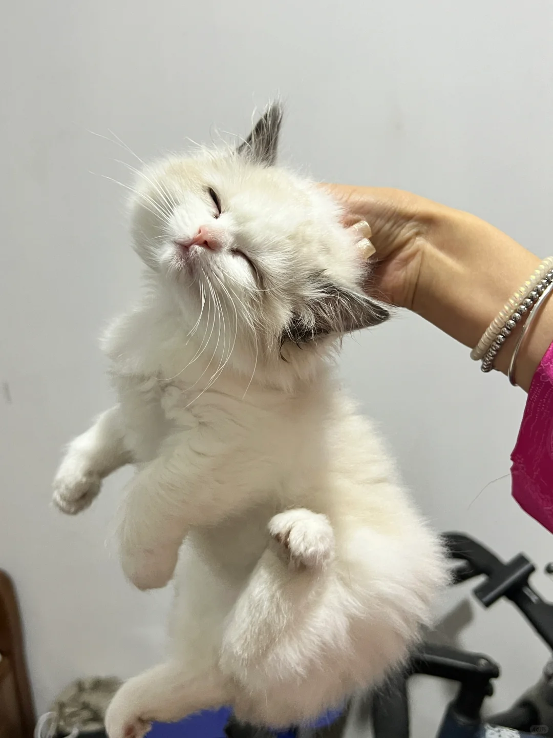 🐱幼猫到新家，如何秒变粘人小宝贝？🎉