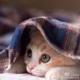 晴朗蓬谈谈科技