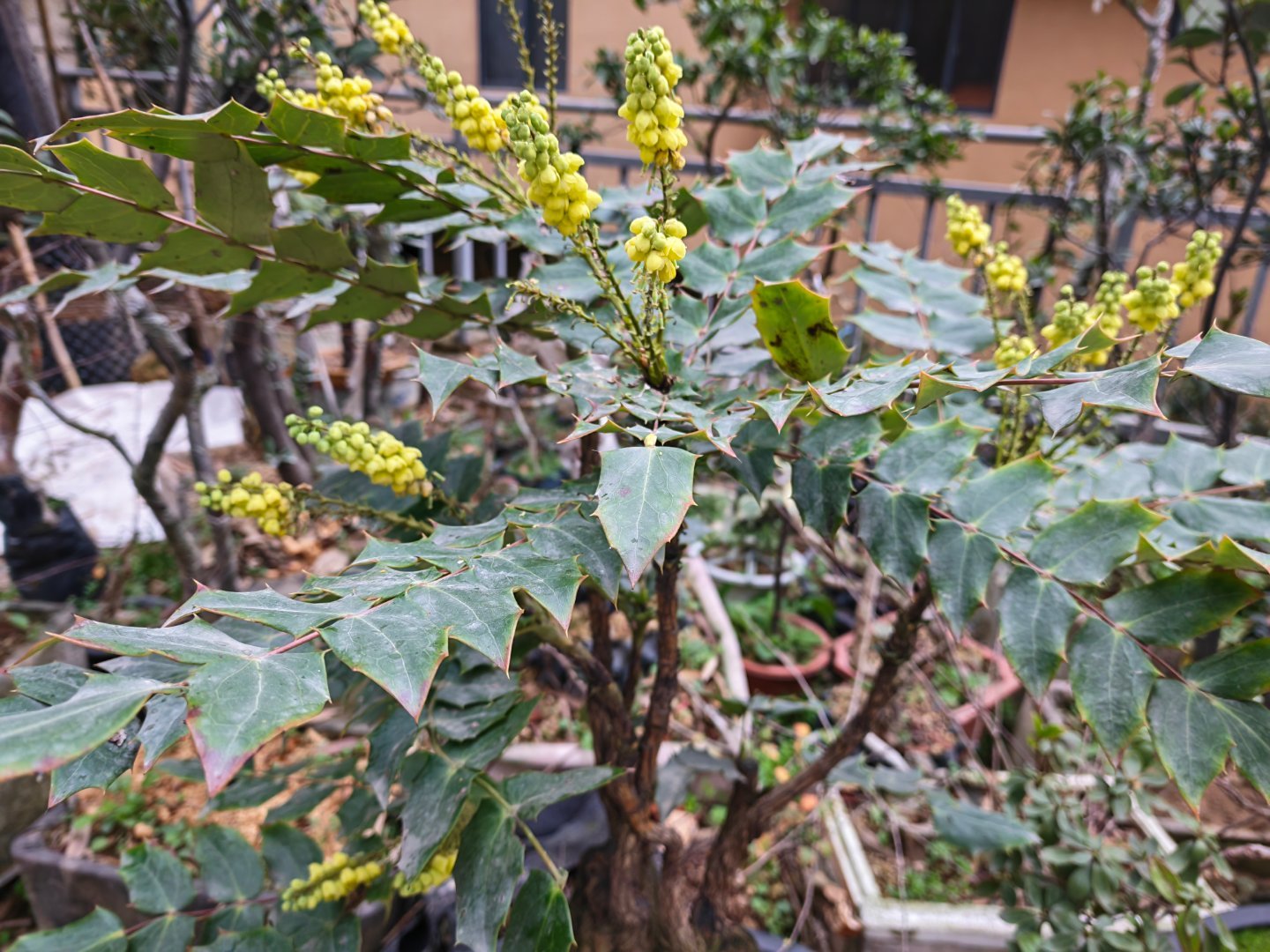 搬砖路上，这棵树有认识的吗？每天早起打卡