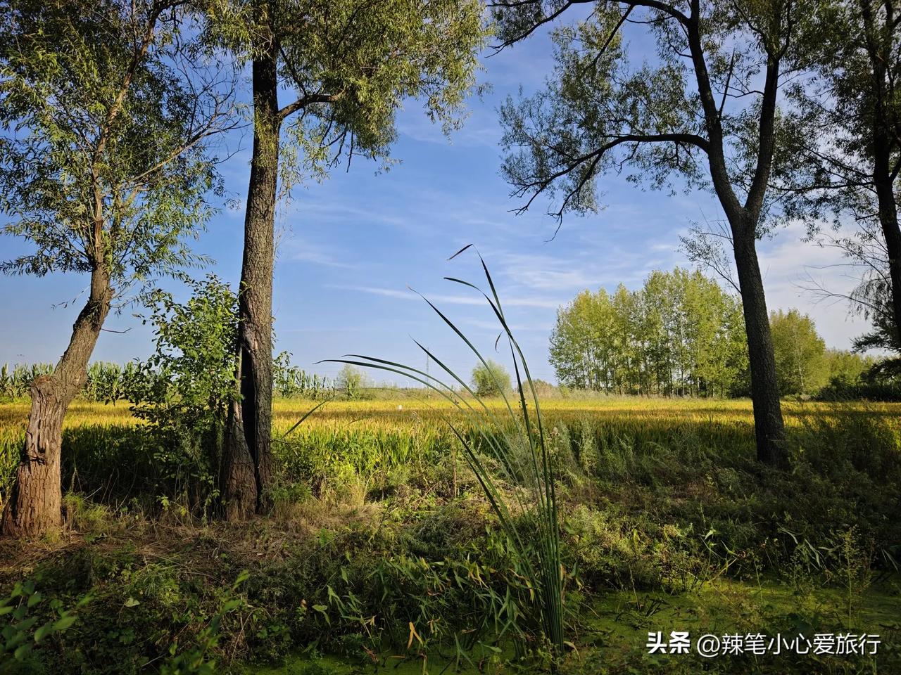 秋日生活打卡季这么美的风景，我却把无人机飞丢了，这风景美不美，哎，真美[捂脸]