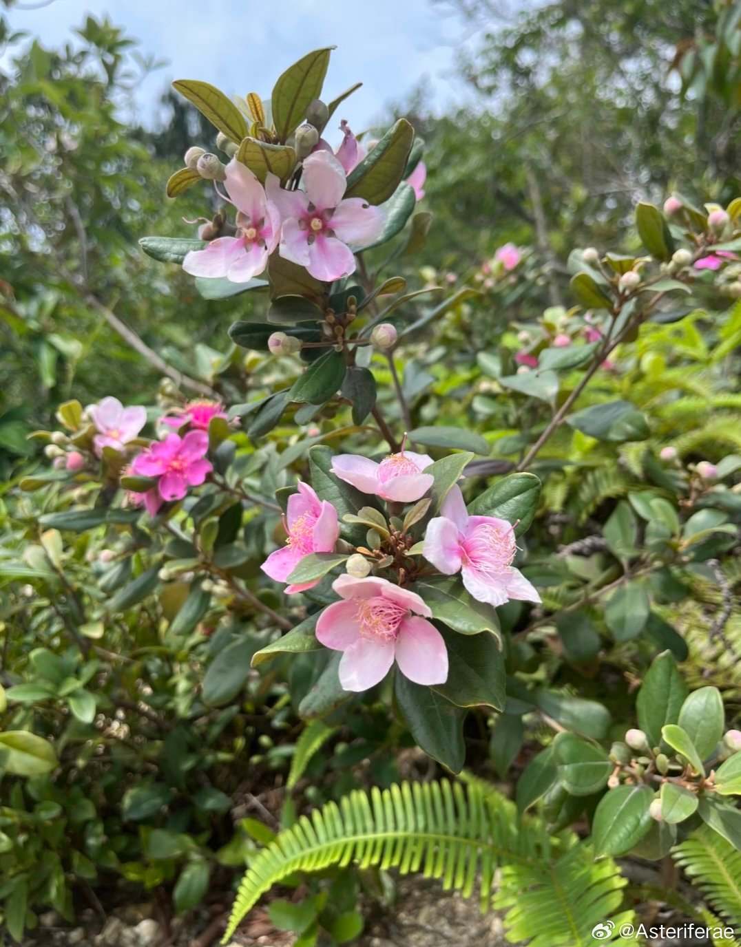 ～365植物心语～ 🌿✨📅 0️⃣7️⃣月1️⃣6️⃣日今日植物：桃金娘（山