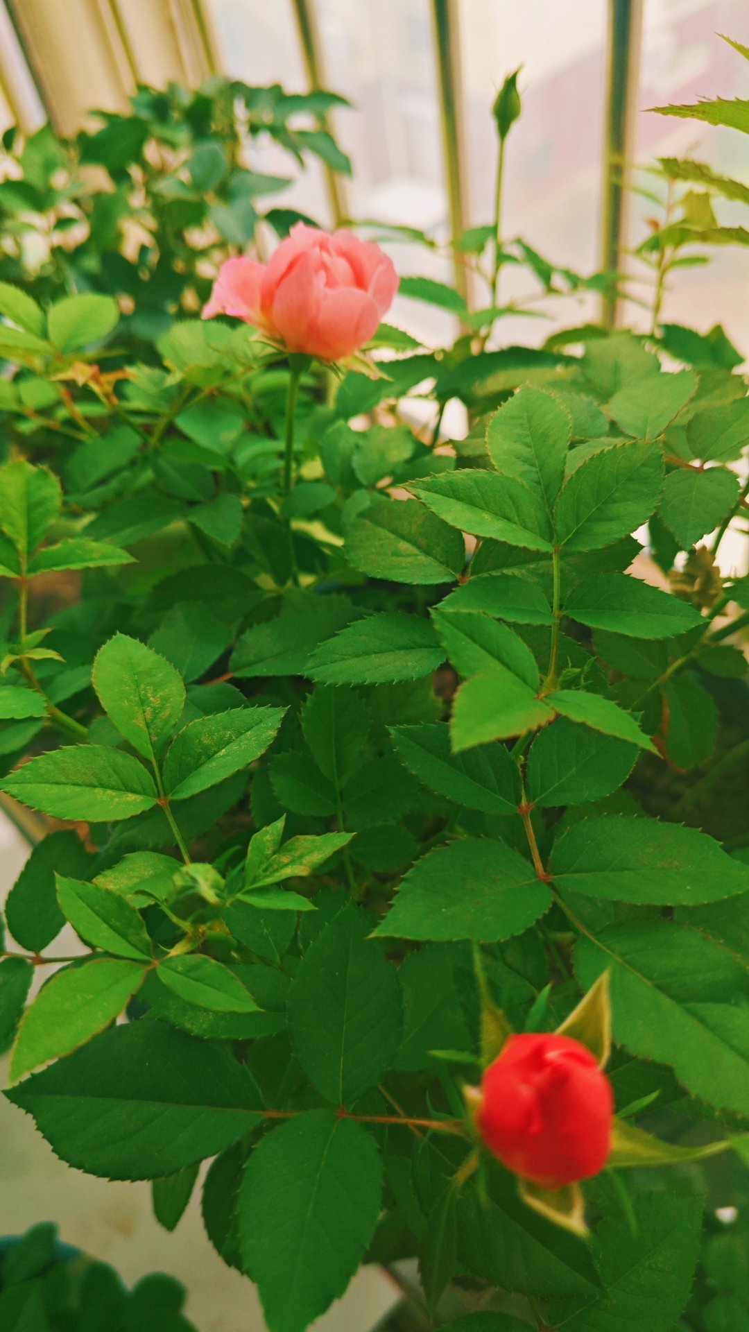 一早起来看看花花，心情舒畅。[可爱] ​​​