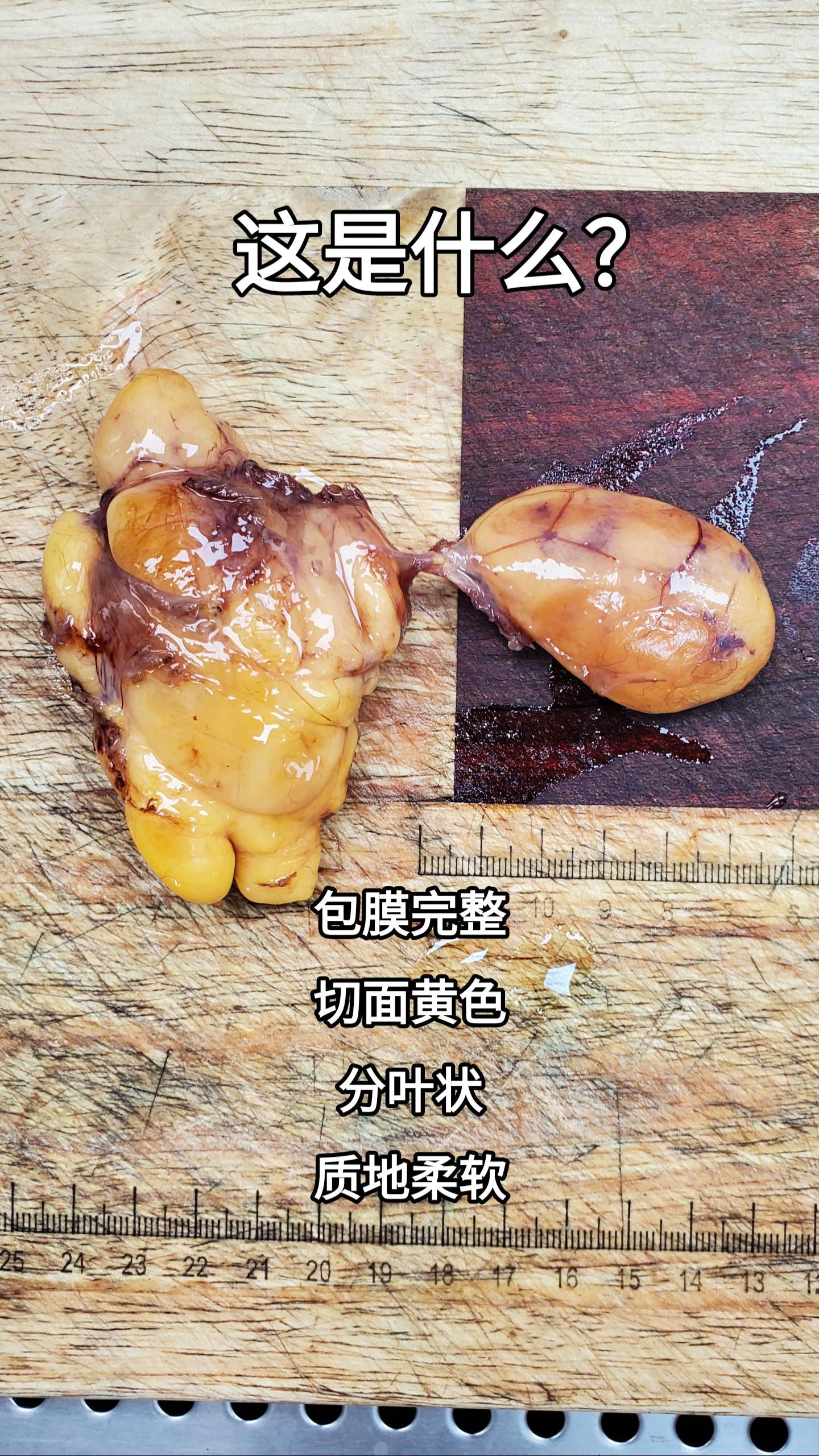 显微镜下的世界