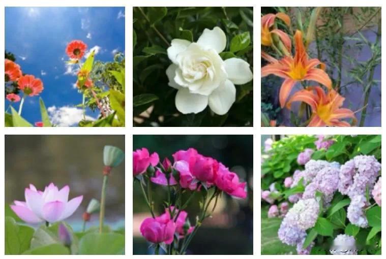 【竹枝词 花开半夏】
文/风鸽（张晓峰）
一
芙蕖嬉水好婀娜，半夏无忧绽放多。
