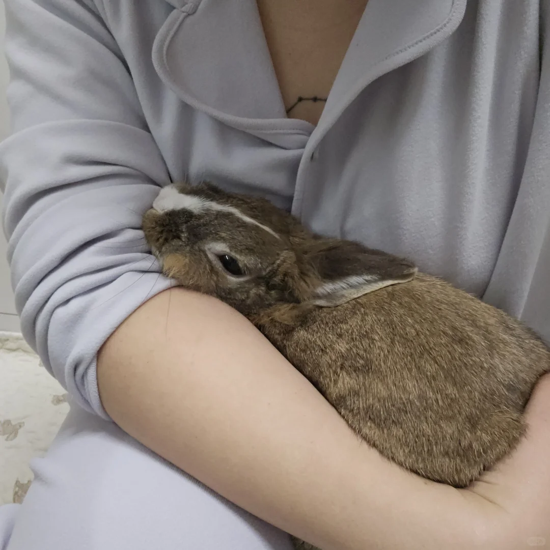 ₍˄·͈༝·͈˄*₎◞ ̑̑香香小猪