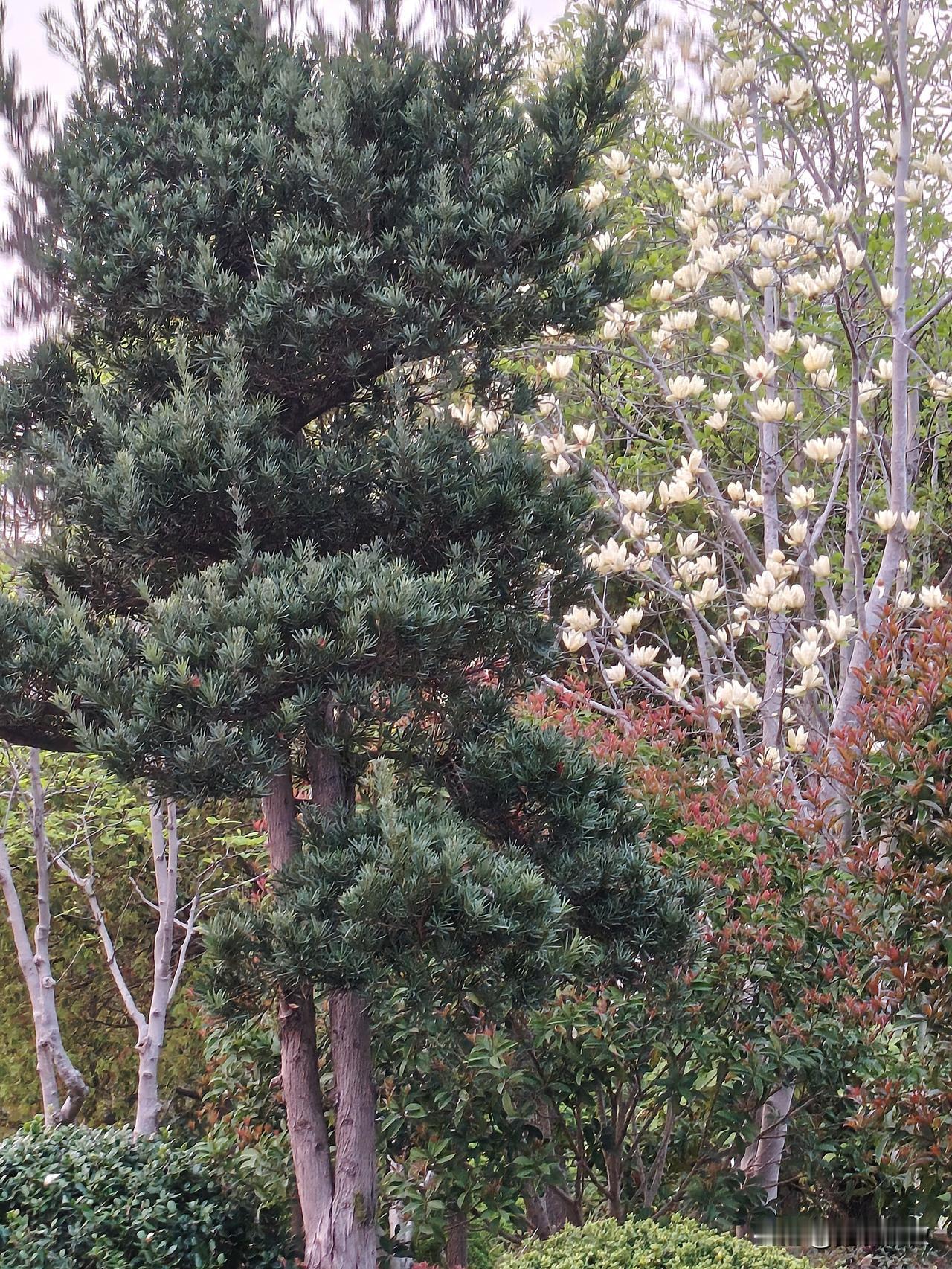 最早绽开的玉兰大部分都已经凋零了，落得满地花瓣。今天看见一棵黄玉兰，亭亭玉立，美