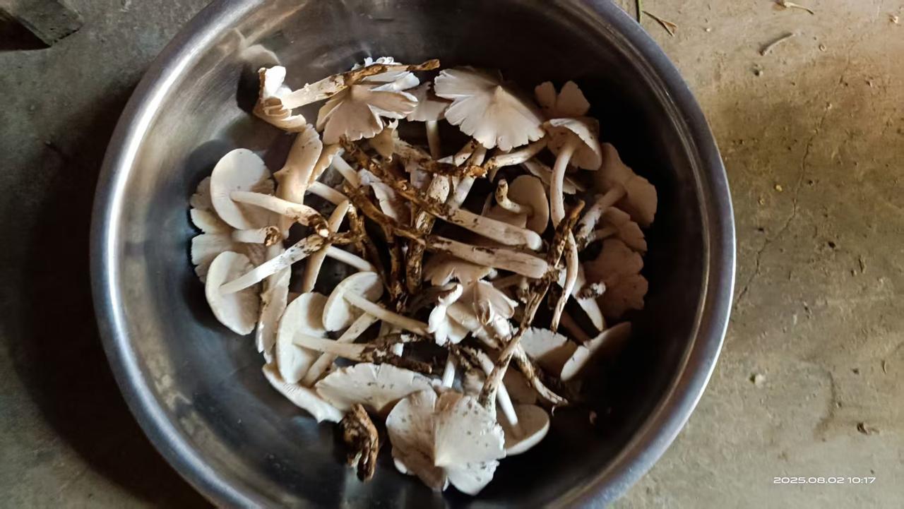 山马菇有灵性，而且想采摘到它，也要靠运气，更玄乎说法，落太阳雨就会出山马菇。
当