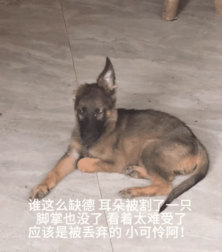 这天夜里，一位小哥哥去夜跑，当他跑到一块空地的时候，看到一只可怜的狗狗趴在地上，