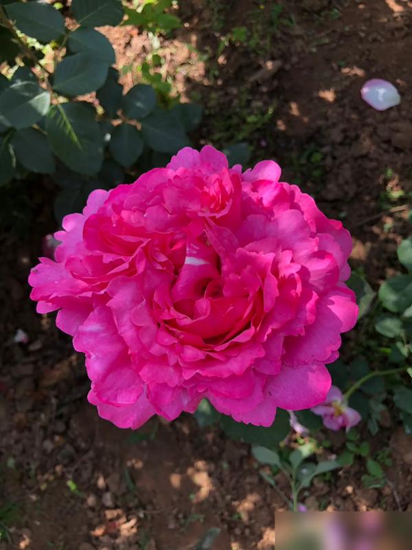 伊芙系的月季太难养了！
养花这些年，看到伊芙系月季的黑杆照片就忍不住叹气。
谁没