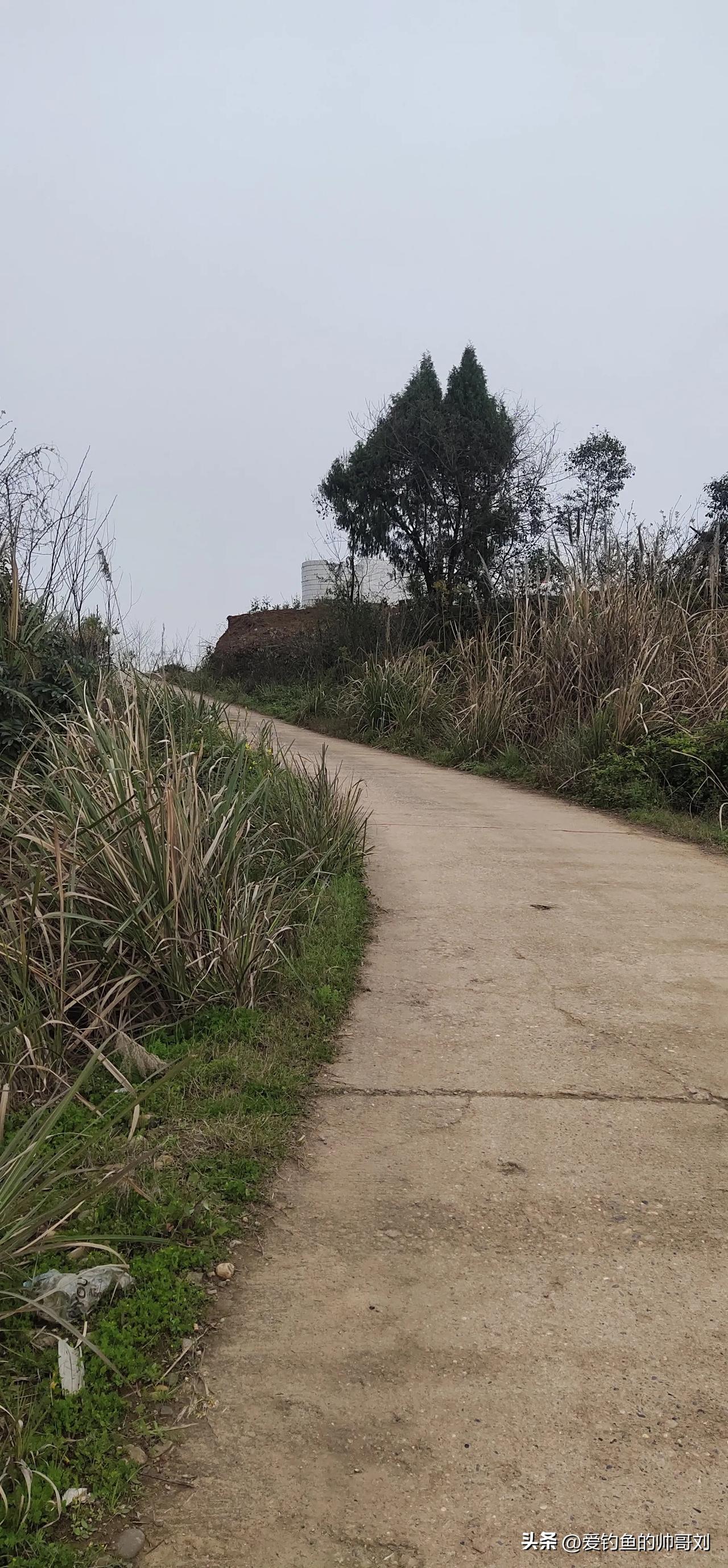 这个山上有一个野鱼塘，只是没有鱼了。