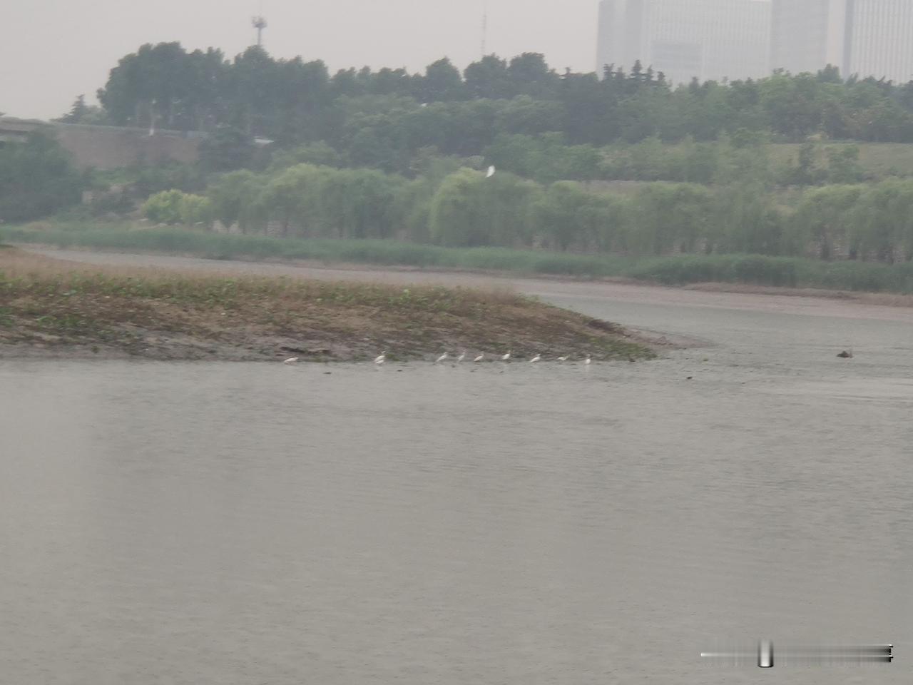 雨中郑州市西流湖公园南园随手拍:暮色与雨雾一天，白鹭和天鹅共栖！
